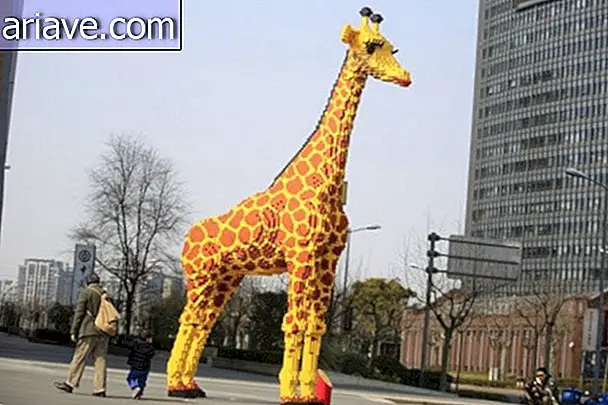 Isang giraffe