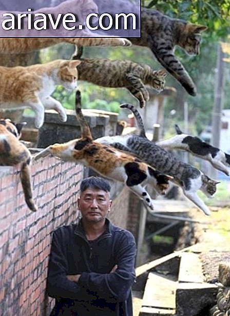 Muži obklopení mačkami