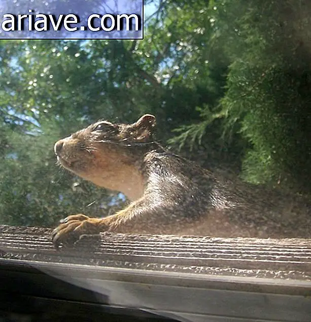 животиње на прозору
