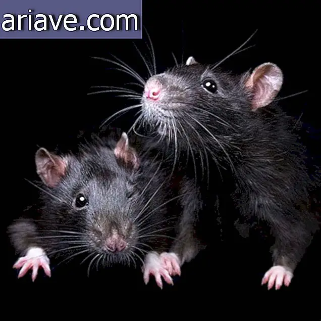 Deze foto's doen je stoppen met denken dat ratten vies zijn