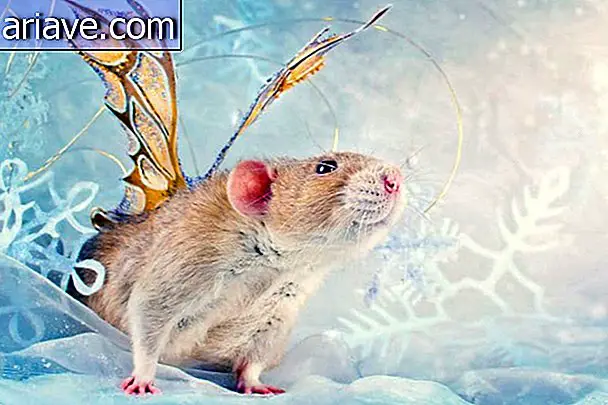 Diese Fotos lassen Sie aufhören zu denken, dass Ratten ekelhaft sind