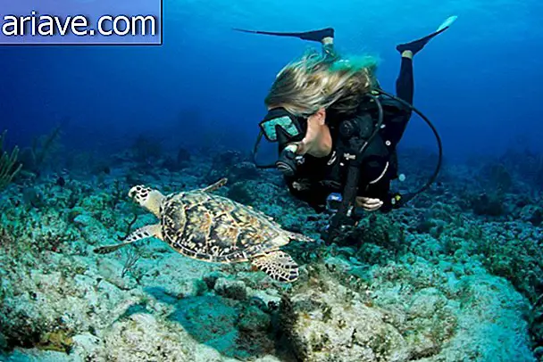 Cayman Islands Diving