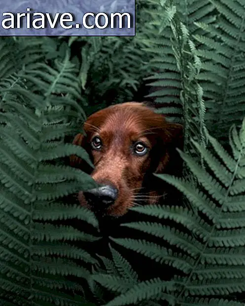 Троја: најфотогеничнији мали пас икад