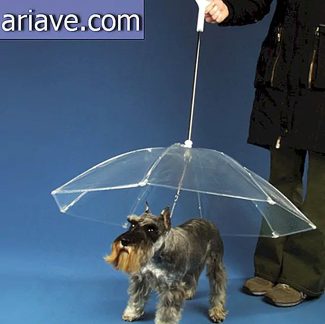 Koiran sateenvarjo