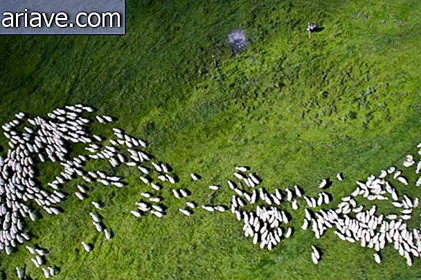Gregge di pecore nella Romania centrale, secondo nella categoria Natura