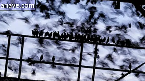 La escena de las aves de buceo se lleva el British Best Photo Award