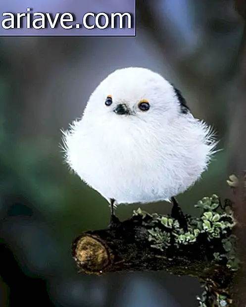 Sie müssen die Fotos dieser echten Angry Birds sehen