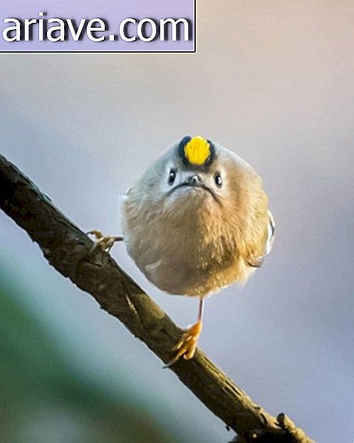Sie müssen die Fotos dieser echten Angry Birds sehen