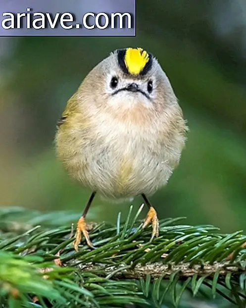 Bu gerçek hayatın fotoğraflarını görmen gerekiyor Angry Birds