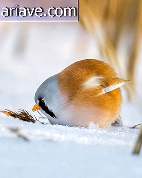 You need to see the photos of these real life Angry Birds