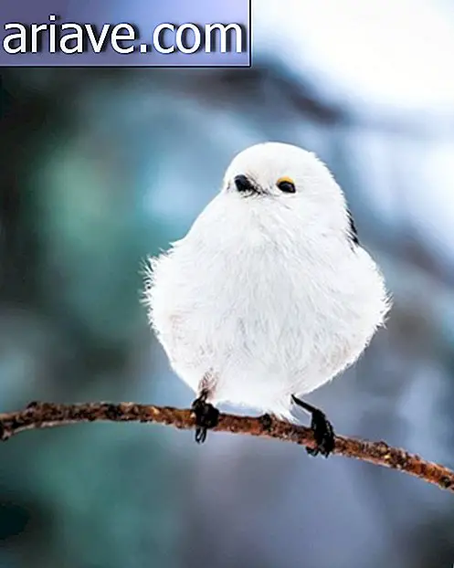 You need to see the photos of these real life Angry Birds