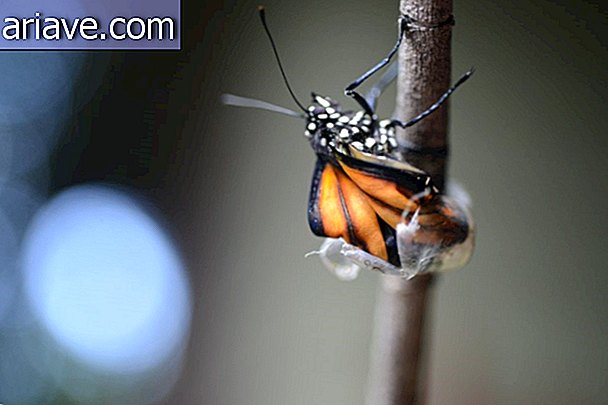 Butterfly coming out of the cocoon