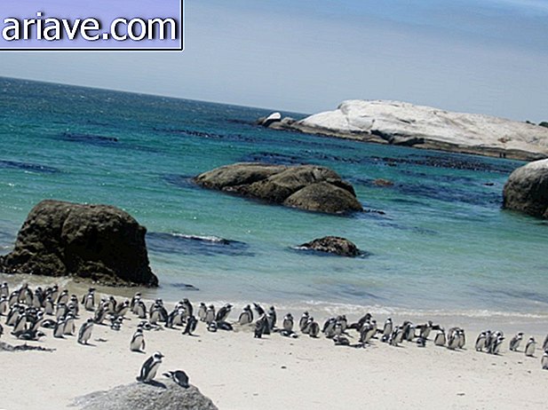 Pingüinos en la playa