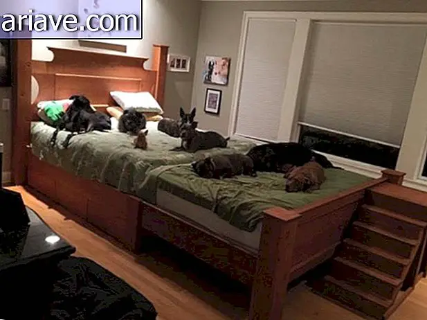 Ce couple a construit un lit gigantesque pour dormir avec ses 8 chiens.