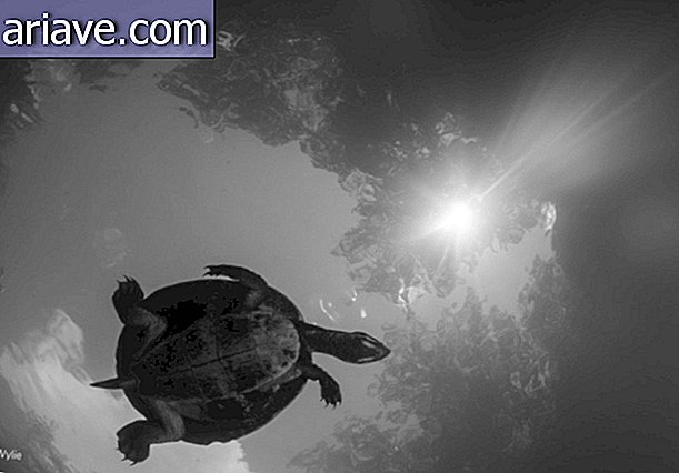 Schildkröte schwimmen