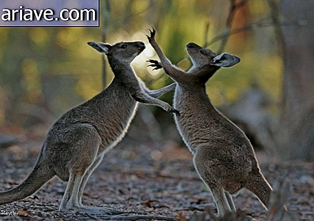 Igrajo se kenguruji