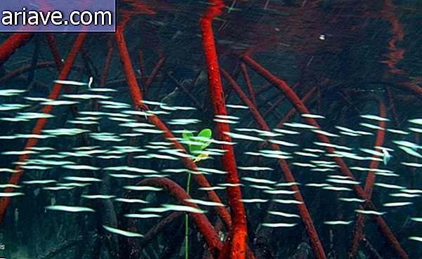 Fischen Sie in der Mangrove