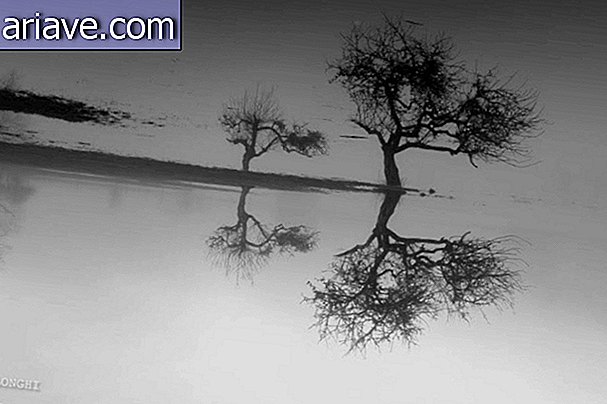 Reflejo de árboles en el lago