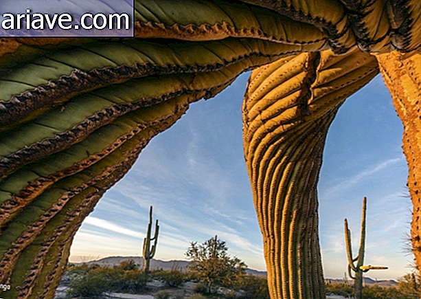 Un enorme cactus