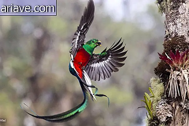 Kostariška ptica