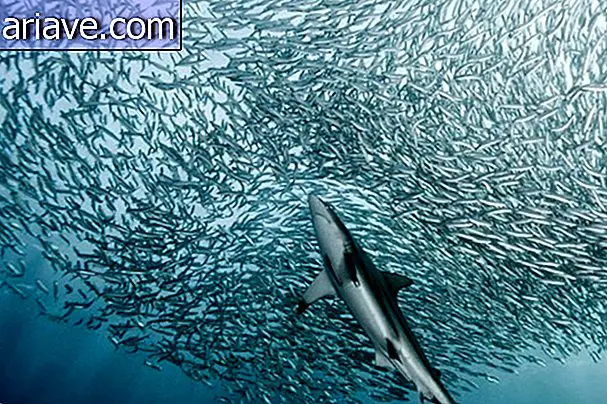 Erstaunliche Bilder enthüllen Details des Meereslebens [Video]
