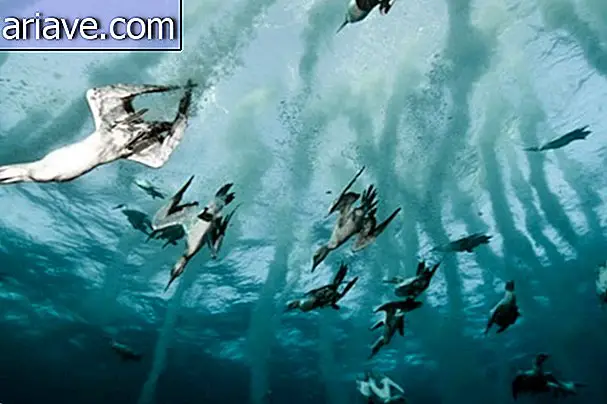 Immagini sorprendenti rivelano i dettagli della vita oceanica [video]
