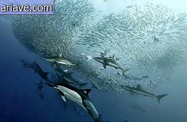 Neverjetne slike razkrivajo podrobnosti o oceanskem življenju [video]
