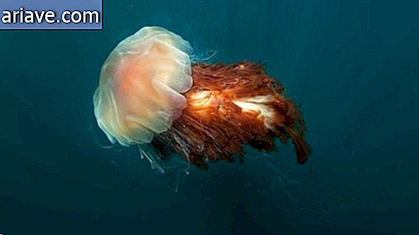 Dlakavi meduze
