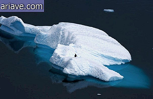 Пингвин се фотографирао на леденом брегу