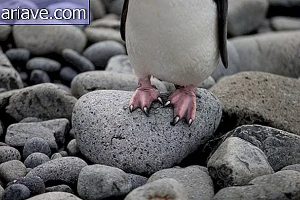 Penguin Paws