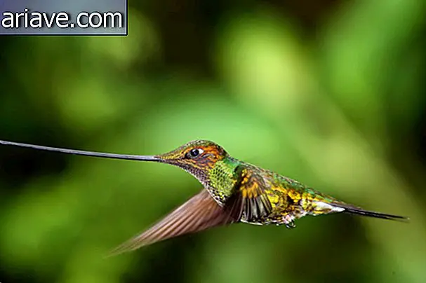 swordbill de colibri