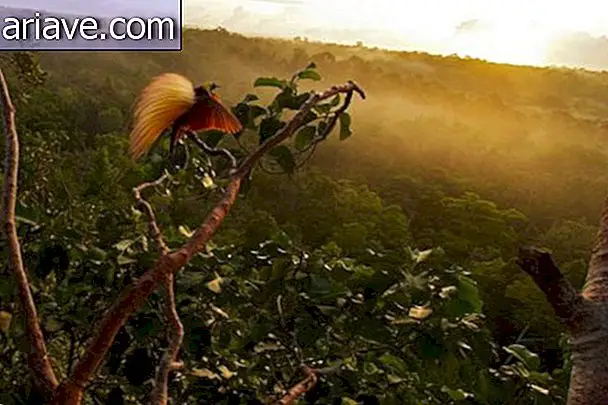 Fotograf trávi 8 rokov snímaním vtákov v novej guineji