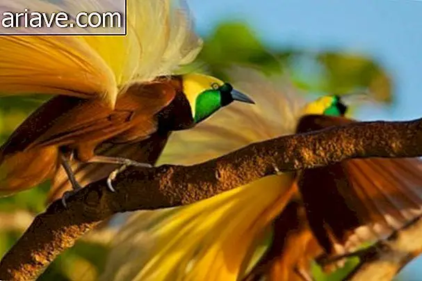 Fotograful petrece 8 ani captând imagini cu păsări în Noua Guinee