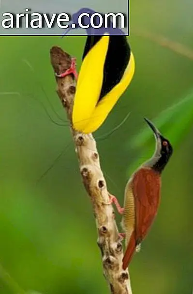 Fotograf bruker 8 år på å ta bilder av fugler i New Guinea