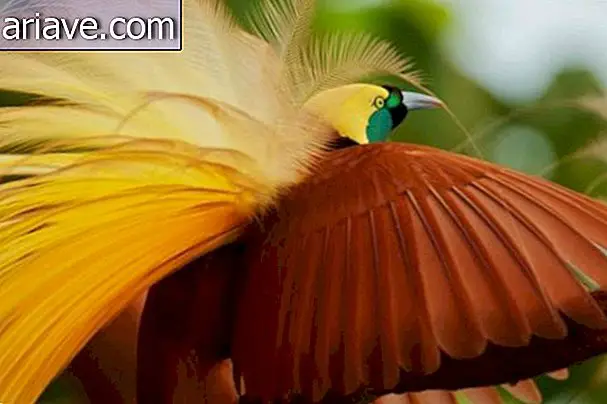 Фотограф проводи 8 година снимајући слике птица у Новој Гвинеји