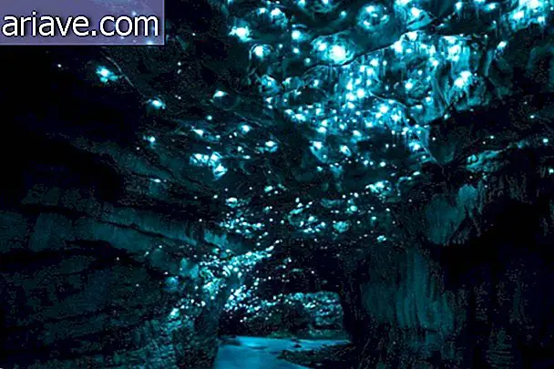 Świecące robaki zamieniają sufit jaskini w nieziemską scenerię