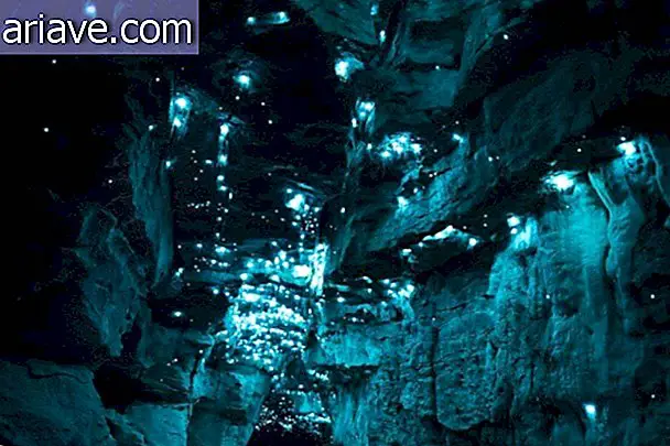 Viermii strălucitori transformă tavanul peșterii într-un peisaj mondial