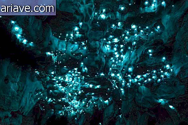 Świecące robaki zamieniają sufit jaskini w nieziemską scenerię