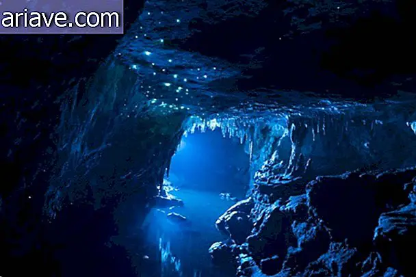 Viermii strălucitori transformă tavanul peșterii într-un peisaj mondial