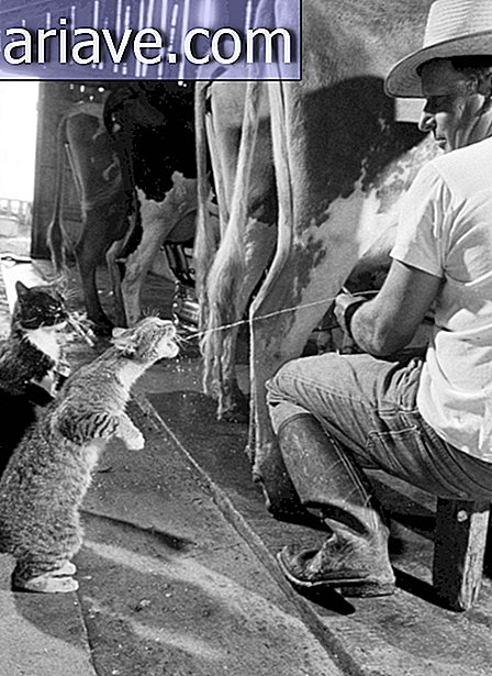 Koty pijące mleko