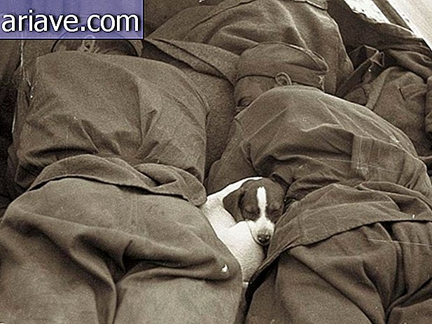 Dog sleeping with soldiers