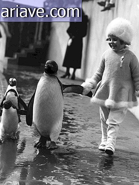 पेंगुइन के साथ लड़की