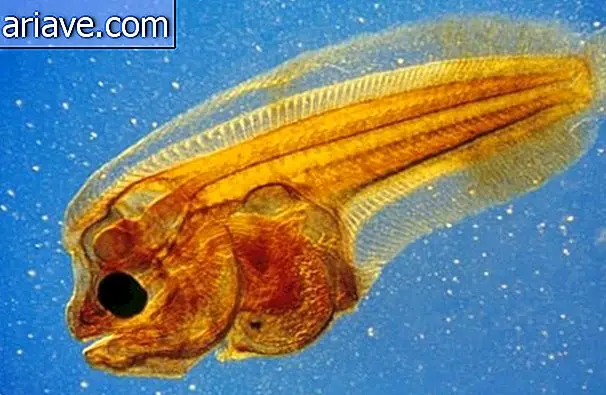 Foto der Larve eines Pleuronectidae-Fisches, angeklickt von Christian Gautier von der JACANA-Nachrichtenagentur in Frankreich.