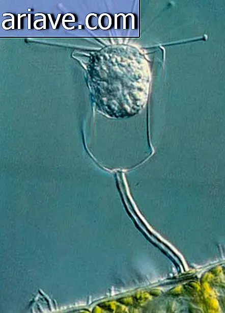 1979 - Protozoon an einer Alge mit Bakterien auf der Oberfläche, gefangen von Paul W. Johnson von der Universität von Rhode Island, USA.