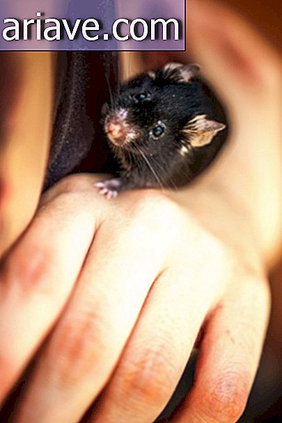 फोटोग्राफर ने पहली बार प्रयोगशाला छोड़ने वाले चूहों की प्रतिक्रिया दर्ज की