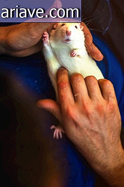 Fotograf rejestruje reakcję myszy opuszczających laboratorium po raz pierwszy