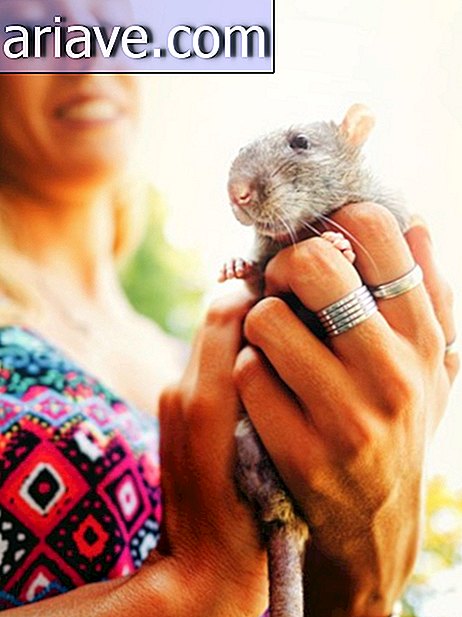 Fotografer mencatat reaksi tikus yang meninggalkan laboratorium untuk pertama kalinya