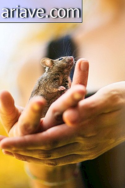 Fotografer mencatat reaksi tikus yang meninggalkan laboratorium untuk pertama kalinya