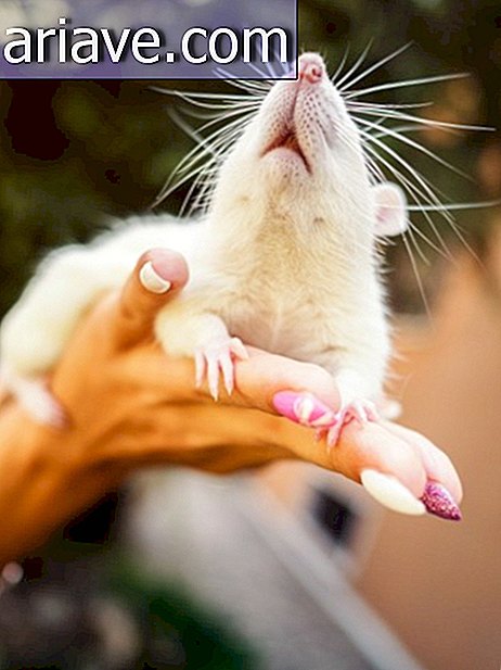 Fotograf rejestruje reakcję myszy opuszczających laboratorium po raz pierwszy