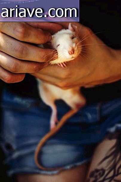 Der Fotograf zeichnet die Reaktion von Mäusen auf, die das Labor zum ersten Mal verlassen